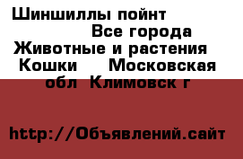 Шиншиллы пойнт ns1133,ny1133. - Все города Животные и растения » Кошки   . Московская обл.,Климовск г.